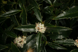 Ilex aquifolium 'Angustifolia' RCP4-09 272.jpg